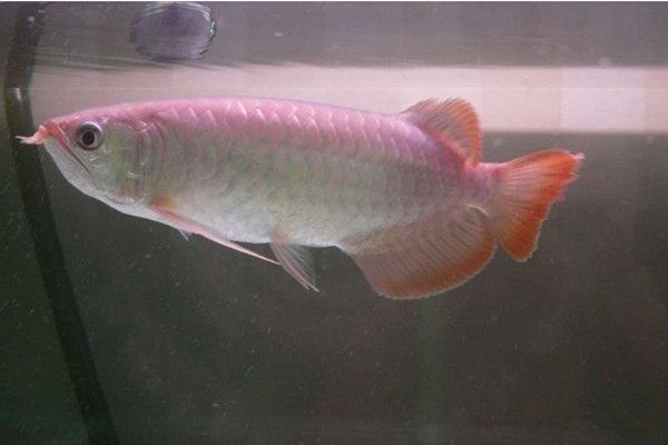 號半龍魚最明顯的分辨（號半紅龍與一號紅龍的區(qū)別【龍魚鑒別方法）