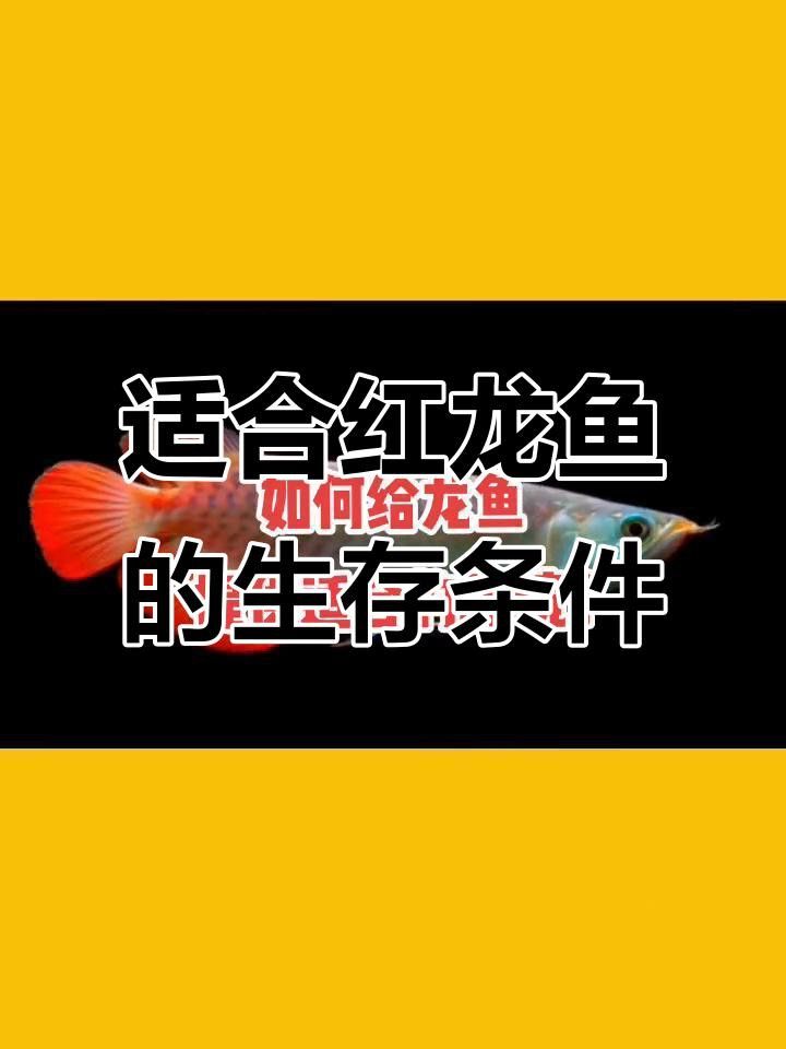 短身紅龍魚的最佳飼養環境