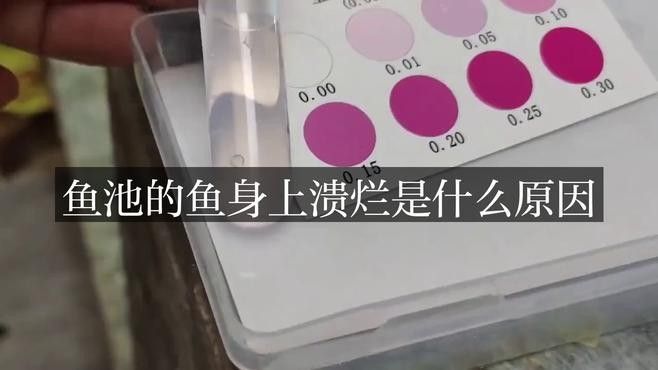 龍魚鱗片潰爛是什么病