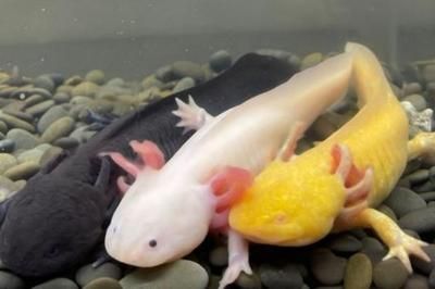 20厘米的龍魚養多久才能長大呢視頻（20厘米的龍魚一年能長多大是有一定的變化的） 20厘米的龍魚養多久才能長大呢視頻（20厘米的龍魚一年能長多大是有一定的變化的） 龍魚百科 第1張