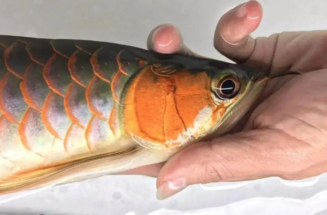 赤焰紅龍魚苗怎么喂不兜嘴：赤焰紅龍魚苗怎么喂