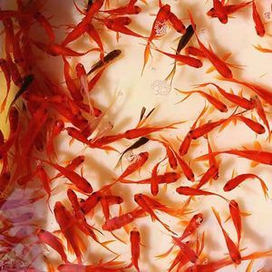 紅龍魚吃蝦仁好嗎：在給紅龍魚喂食蝦仁時，要選擇新鮮、無變質(zhì)、無變質(zhì)的蝦仁