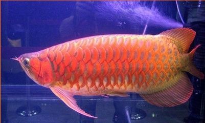 龍魚寓意什么生肖和動(dòng)物有關(guān)：龍魚在亞洲文化中具有豐富的寓意和象征意義