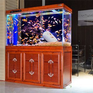 魚缸龍魚怎么抓魚：草缸養龍魚的方法