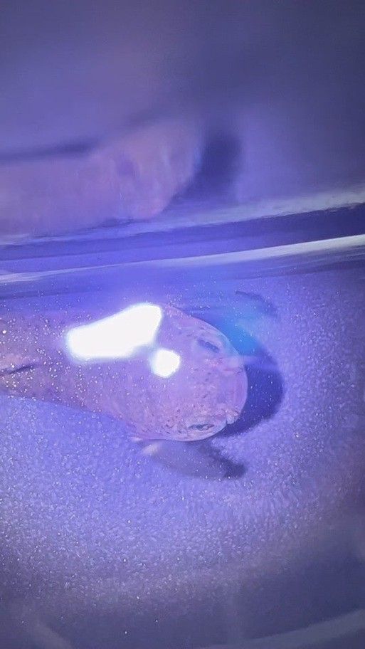 七彩雷龍魚公母圖鑒圖片