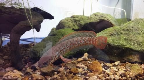 七彩雷龍魚公母圖鑒圖片