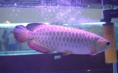 龍魚為何會掉眼睛