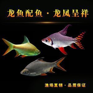 泰國鯽魚可以與龍魚混養，但需要注意體型和性格差異：泰國鯽魚可以與龍魚混養但需要注意體型和性格差異