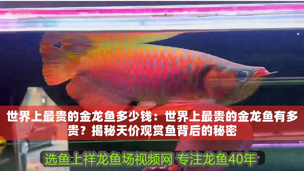 世界上最貴的金龍魚多少錢：世界上最貴的金龍魚有多貴？揭秘天價觀賞魚背后的秘密
