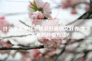 水草凈化水質的具體方法：水草凈化水質是通過其生物特性和生態作用實現的