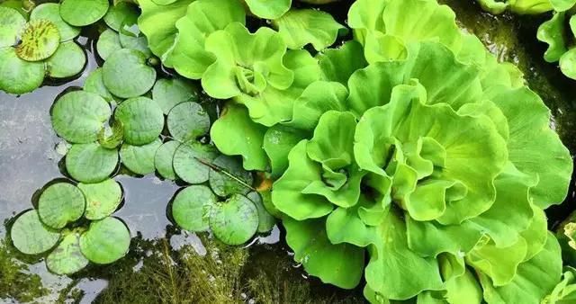 水草凈化水質的具體方法：水草凈化水質是通過其生物特性和生態作用實現的