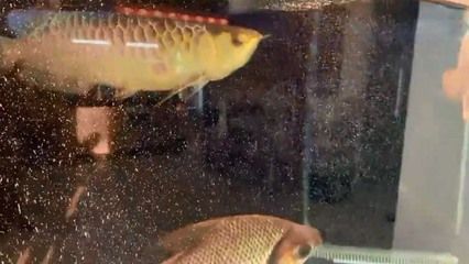 金龍魚尺寸不一樣混養會怎么樣：金龍魚混養時如果尺寸不一樣，可能會導致一些問題 金龍魚尺寸不一樣混養會怎么樣：金龍魚混養時如果尺寸不一樣，可能會導致一些問題 龍魚百科 第2張