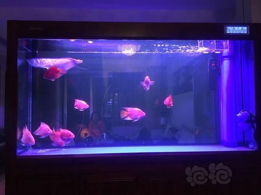 什么樣的紅龍魚最好，如何選擇紅龍魚