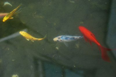 藍(lán)色的金龍魚貴么還是黃色（藍(lán)色金龍魚和黃色金龍魚哪個(gè)更貴） 藍(lán)色的金龍魚貴么還是黃色（藍(lán)色金龍魚和黃色金龍魚哪個(gè)更貴） 龍魚百科 第5張