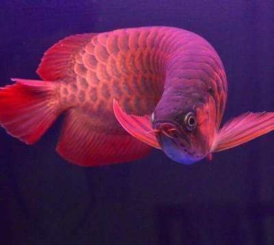 紅龍魚風(fēng)水學(xué)說法圖解（關(guān)于紅龍魚在風(fēng)水學(xué)中的說法及其圖解） 紅龍魚風(fēng)水學(xué)說法圖解（關(guān)于紅龍魚在風(fēng)水學(xué)中的說法及其圖解） 龍魚百科 第6張