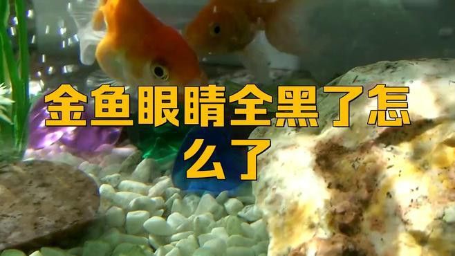 如何給黑龍睛金魚消毒？
