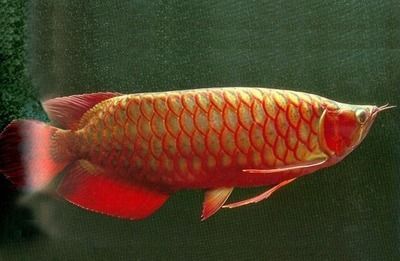 紅龍魚的發色過程圖，對不起，我無法提供紅龍魚的發色過程圖：關于紅龍魚的發色過程圖