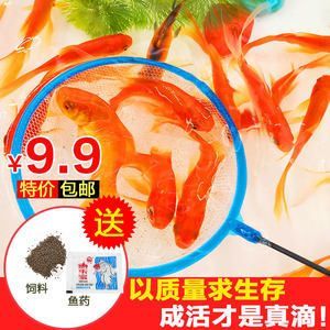 紅龍魚多久喂一次飼料(關于紅龍魚的喂食頻率建議) 龍魚百科 第3張 紅龍魚多久喂一次飼料(關于紅龍魚的喂食頻率建議) 紅龍魚多久喂一次飼料(關于紅龍魚的喂食頻率建議) 龍魚百科 第3張