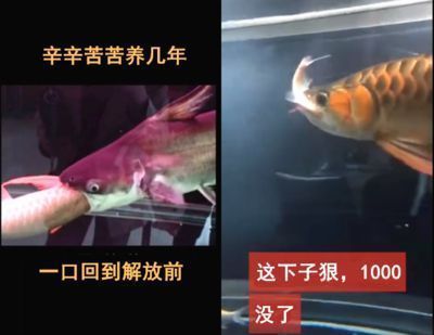 龍魚可以喂魚肉嗎，龍魚可以喂魚肉但需要注意選擇適合的魚肉種類和處理方式
