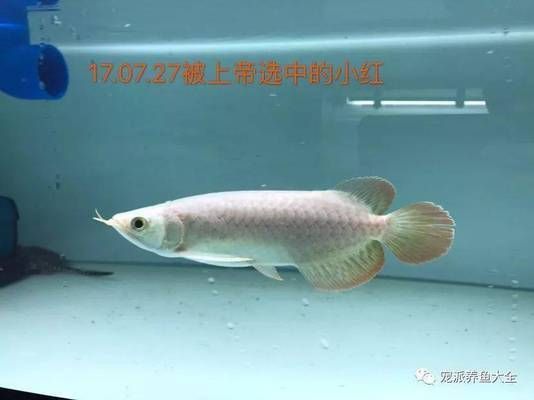 龍魚可以喂魚肉嗎，龍魚可以喂魚肉但需要注意選擇適合的魚肉種類和處理方式