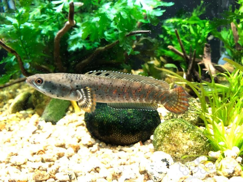 血斑一型雷龍魚保護色：血斑一型雷龍魚的保護色 血斑一型雷龍魚保護色：血斑一型雷龍魚的保護色 龍魚百科 第1張