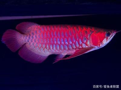 龍魚在水底游：龍魚在水底游動可能由多種因素引起，處理方法及處理方法