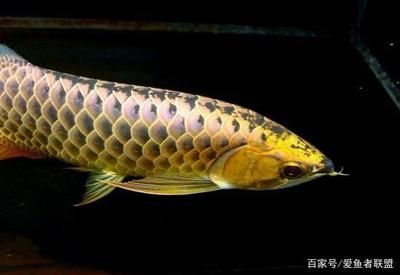 龍魚在水底游：龍魚在水底游動可能由多種因素引起，處理方法及處理方法