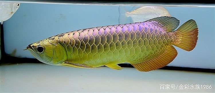龍魚繁殖需要哪些設備？