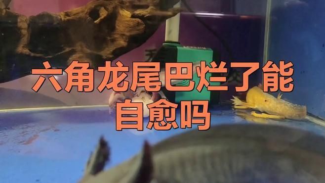 龍魚尾巴爛了會自愈嗎