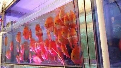 紅龍魚苗的挑選技巧和方法有什么：挑選紅龍魚苗的技巧和方法有什么基于搜索結果的技巧和方法有什么