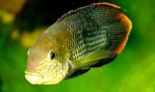 龍魚可以和皇冠魚一起養(yǎng)嗎：龍魚和皇冠魚可以一起養(yǎng)嗎？