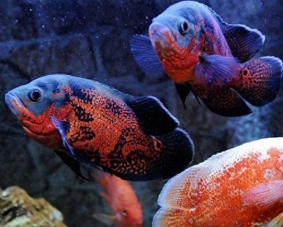 一條銀龍魚配8條鸚鵡魚可以嗎（銀龍魚和鸚鵡魚可以混養嗎？）