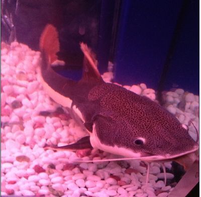 一條銀龍魚配8條鸚鵡魚可以嗎（銀龍魚和鸚鵡魚可以混養嗎？）