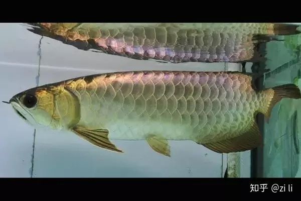龍魚魚鰭分叉需要多長時間恢復？