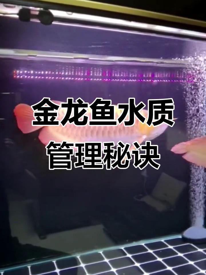 如何檢測(cè)水質(zhì)是否適合金龍魚？