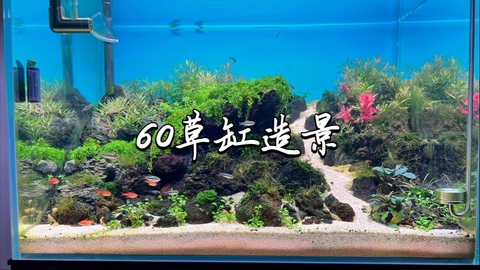 60寬魚缸適合混養哪些魚類？