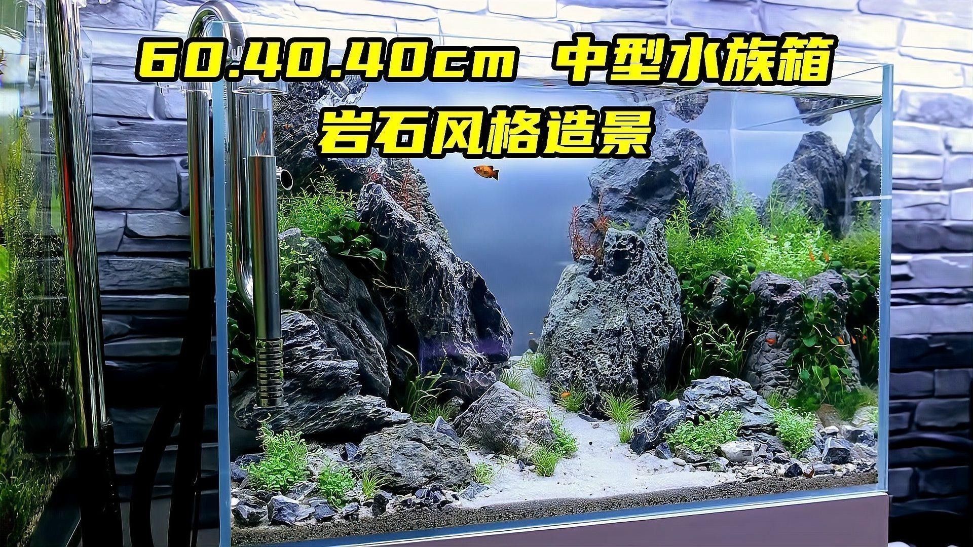 60寬魚缸適合混養哪些魚類？