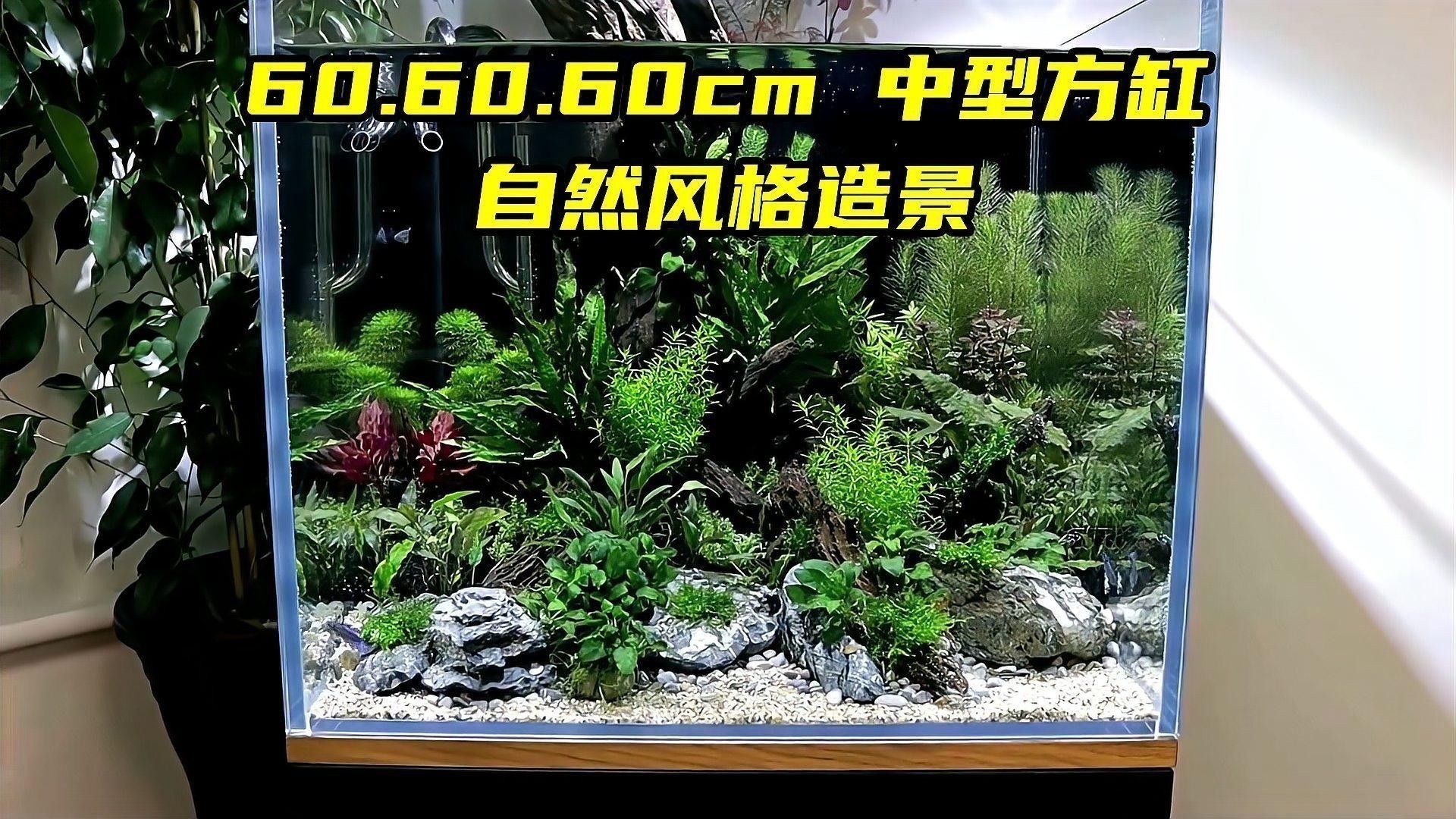 60寬魚缸適合混養哪些魚類？