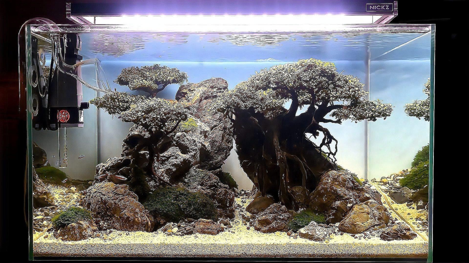 60寬魚缸適合混養哪些魚類？
