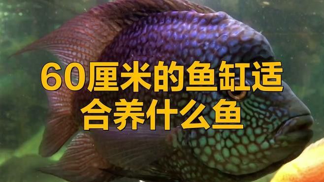 60寬魚缸適合混養哪些魚類？