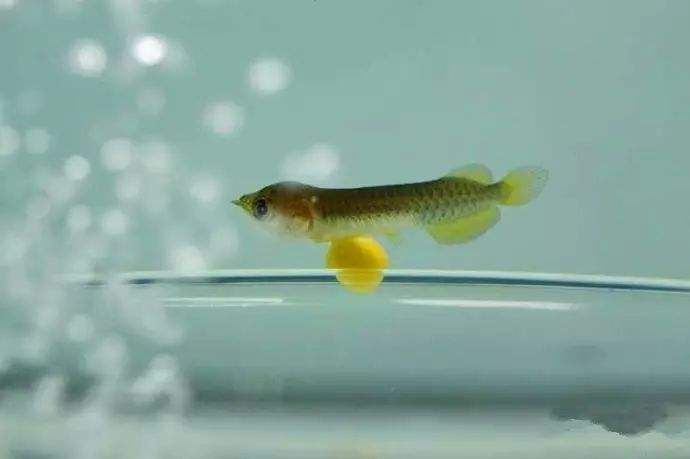 龍魚吃蜻蜓嗎會死嗎為什么：龍魚可以吃蜻蜓嗎？
