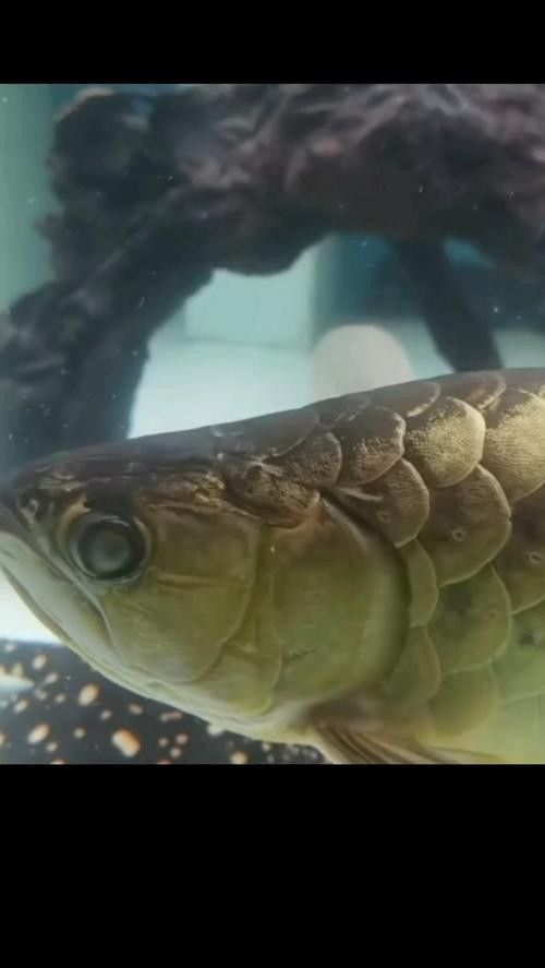 龍魚眼睛有白色絮狀物怎么辦啊圖片