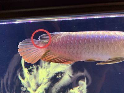 龍魚多大發(fā)色停止發(fā)色：如何判斷龍魚發(fā)色是否正常