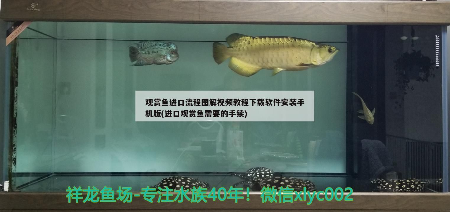 黃水魚缸拿什么燈最好養(yǎng)活（什么魚飼料不黃水）