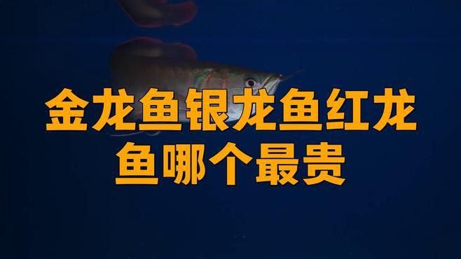 紅龍和金龍的價格差異大嗎