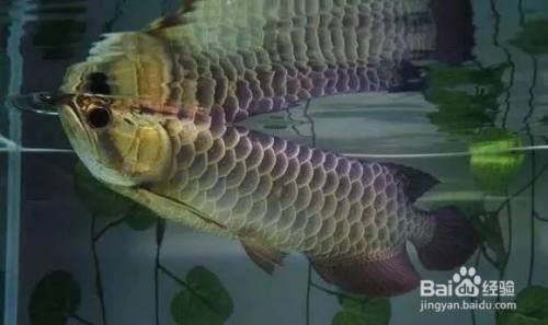 龍魚怎么開口吃食：如何讓龍魚開口吃食