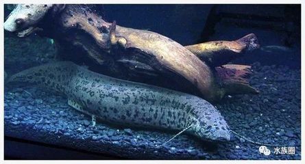 龍魚一直張嘴閉嘴呼吸怎么治療：龍魚一直張嘴閉嘴呼吸怎么辦