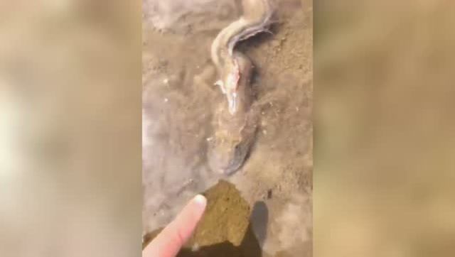 小龍魚的樣子描寫片段：小龍魚的鱗片呈現出獨特的金屬質感