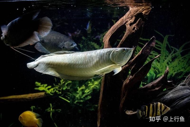銀龍魚吃鸚鵡魚嗎