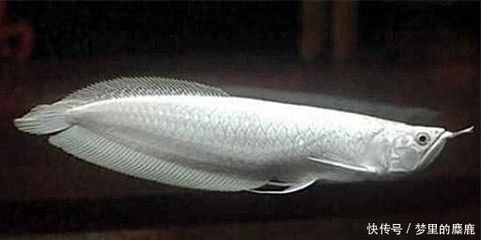 最名貴的龍魚：《最名貴的龍魚》